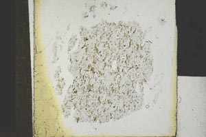 Plane Polarized, S29596