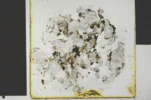 Plane Polarized, S29598
