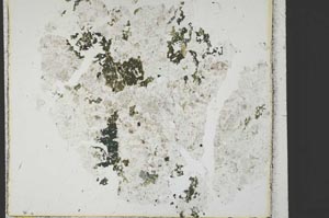 Plane Polarized, S29601/A