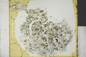Plane Polarized, S29617