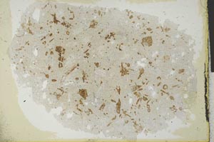 Plane Polarized, S29643