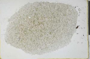 Plane Polarized, S29730