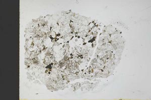 Plane Polarized, S29783