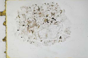 Plane Polarized, S29784