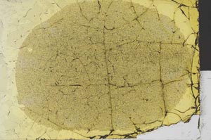Plane Polarized, S29842