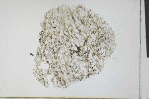 Plane Polarized, S29895