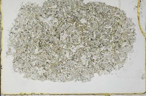 Plane Polarized, S29959