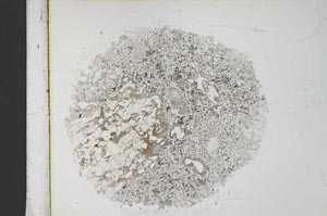 Plane Polarized, S30101