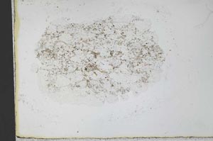 Plane Polarized, S30158