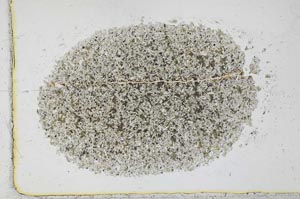 Plane Polarized, S30174