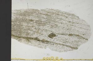 Plane Polarized, S30212
