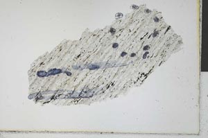 Plane Polarized, S30218