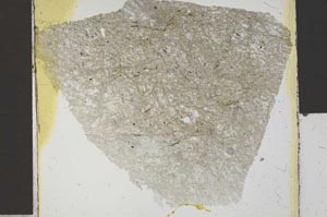 Plane Polarized, S30254