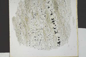 Plane Polarized, S30263