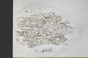 Plane Polarized, S30275