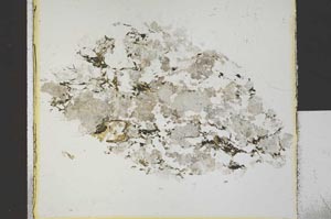 Plane Polarized, S30381