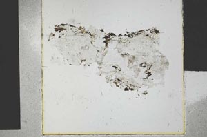 Plane Polarized, S30389