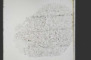Plane Polarized, S30426/A