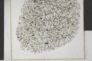 Plane Polarized, S30500