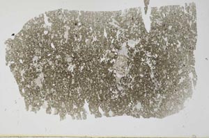 Plane Polarized, S30505