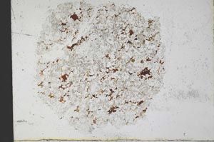 Plane Polarized, S30568