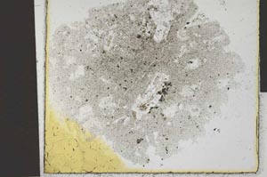 Plane Polarized, S30688