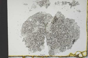 Plane Polarized, S30758