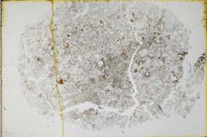 Plane Polarized, S30782