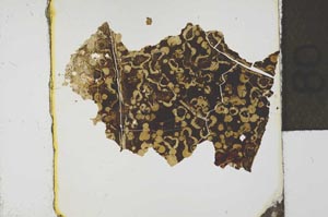 Plane Polarized, S30793