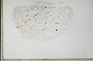 Plane Polarized, S30835