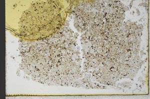 Plane Polarized, S30851