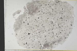 Plane Polarized, S30904