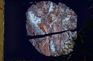 Cross Polarized, S30941