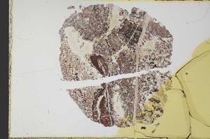 Plane Polarized, S30941