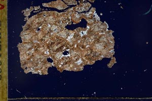 Cross Polarized, S30954