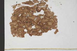 Plane Polarized, S30954