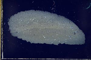 Cross Polarized, S31006