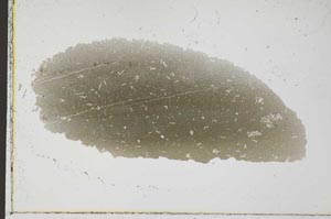 Plane Polarized, S31006