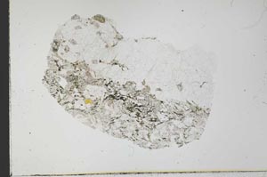 Plane Polarized, S31008