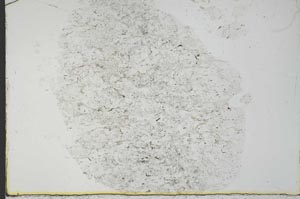 Plane Polarized, S31014