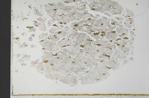 Plane Polarized, S31016