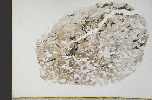 Plane Polarized, S31021