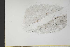 Plane Polarized, S31022