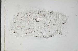 Plane Polarized, S31051