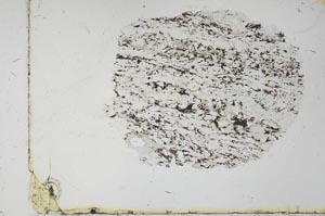 Plane Polarized, S31055