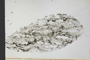 Plane Polarized, S31057