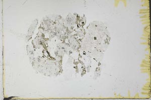 Plane Polarized, S31060