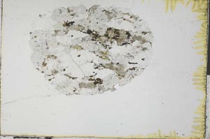 Plane Polarized, S31062