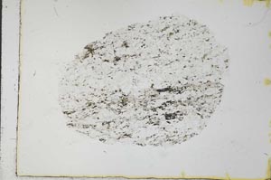 Plane Polarized, S31063