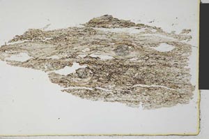 Plane Polarized, S31068